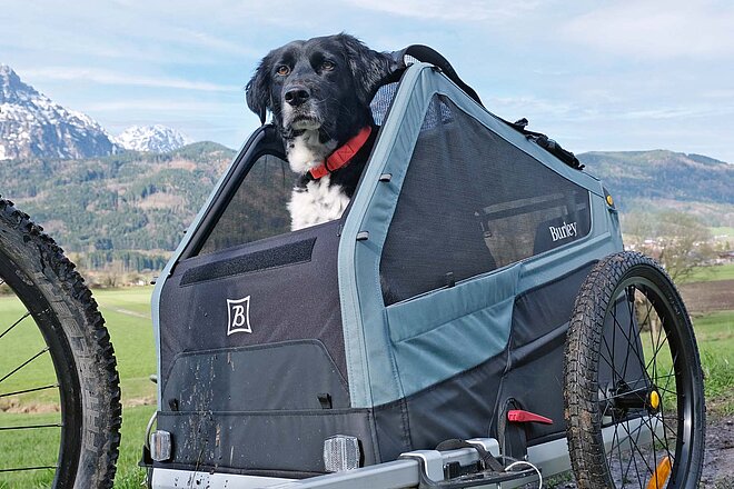 Hundeanhänger im Test. Ein Hund mit Schappohren schaut aus einem Fahrradanhänger hinaus. 