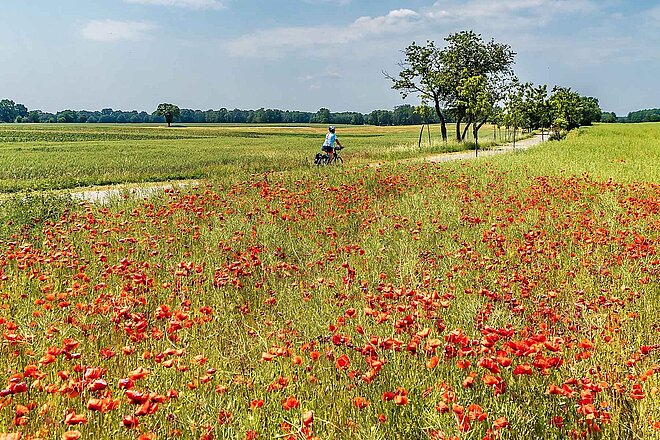 Radfahrerin vor Mohnfeld.