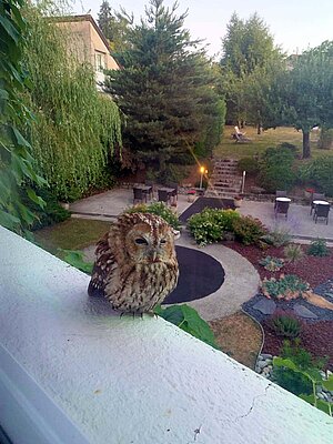 Ein Vogel sitzt auf einem Geländer.